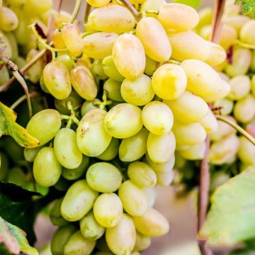 Weinrebe Francese Bianca, Blanche de France - Vitis