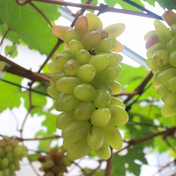 Weinrebe Pizzutello Bianco, Cornichon blanc