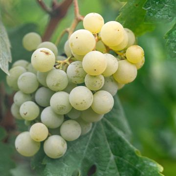 Weinrebe Topazia - Vitis labrusca x vinifera