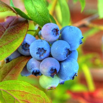 Amerikanische Blaubeere Tophat - Vaccinium