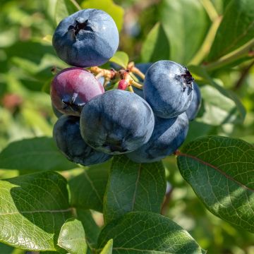 Amerikanische Blaubeere Brigitta - Vaccinium corymbosum