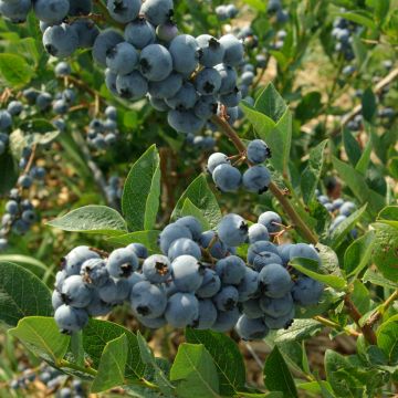 Amerikanische Blaubeere Elliott - Vaccinium corymbosum