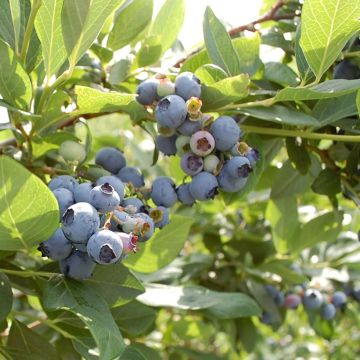 Amerikanische Blaubeere Hardyblue - Vaccinium corymbosum