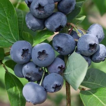 Amerikanische Blaubeere Chandler - Vaccinium corymbosum