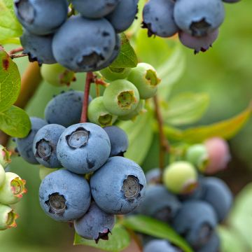 Amerikanische Blaubeere Northcountry - Vaccinium corymbosum