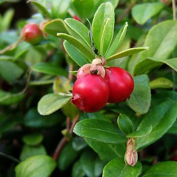 Vaccinium macrocarpon - Cranberry