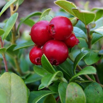 Airelle rouge Bio - Vaccinium vitis idaea