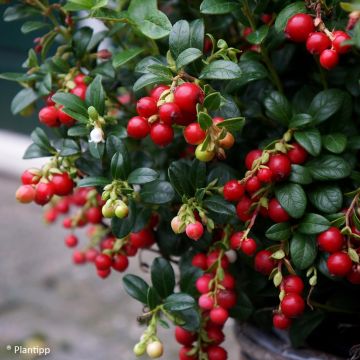 Preiselbeere Miss Cherry 'Meliro' - Vaccinium vitis-idaea