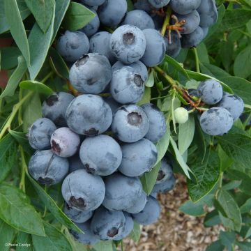 Amerikanische Blaubeere Sunshine Blue - Vaccinium corymbosum