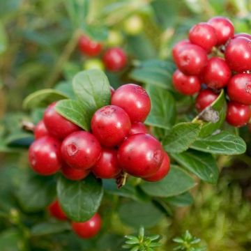 Airelle rouge Red Candy - Vaccinum vitis-idaea