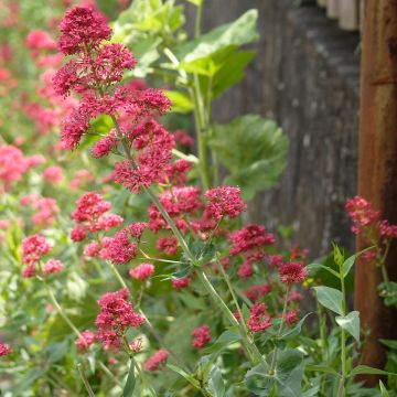 Rote Spornblume Coccineus - Centranthus ruber