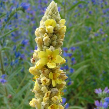 Verbascum thapsus - Kleinblütige Königskerze