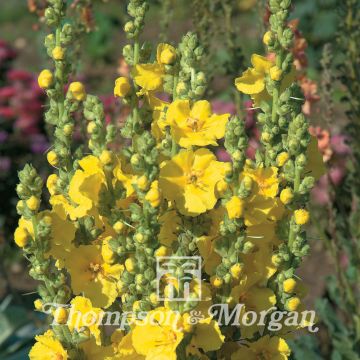 Verbascum Banana Custard (Samen) - Königskerze