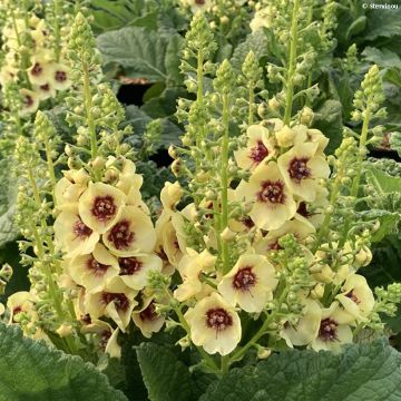 Verbascum Dark Eyes - Königskerze