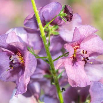 Verbascum Pink Domino - Königskerze