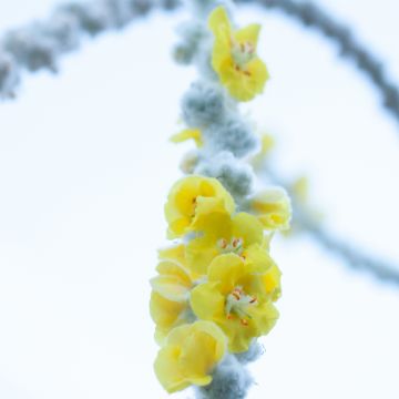 Verbascum bombyciferum Polarsommer - Seidige Königskerze