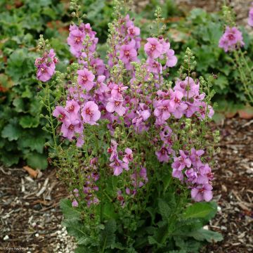 Verbascum Sugar Plum - Königskerze