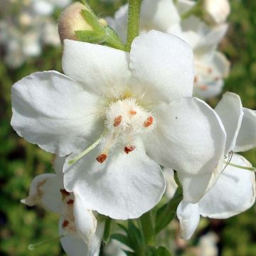 Verbascum chaixii White Domino - Österreichische Königskerze