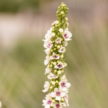 Verbascum chaixii Album - Österreichische Königskerze