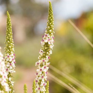 Verbascum chaixii Album (Samen) - Österreichische Königskerze