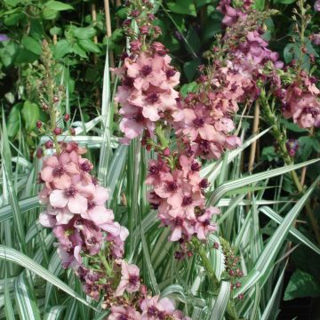 Verbascum Southern Charm - Königskerze