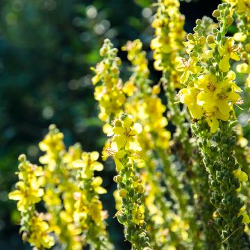 Verbascum olympicum - Olympischer Königskerzen