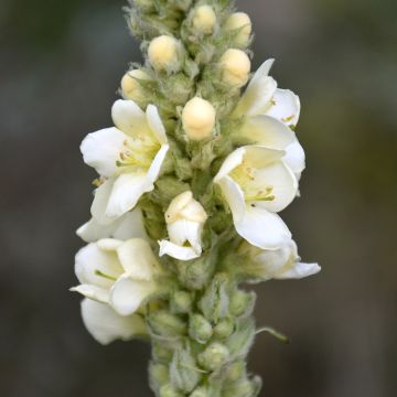 Verbascum phlomoides Spica - Filzige Königskerze