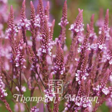 Verbena hastata Pink Spires (Samen) - Lanzen-Eisenkraut