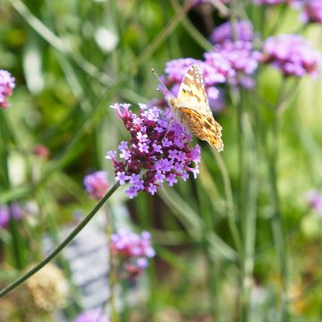 Verbena bonariensis Lollipop - Argentinisches Eisenkraut