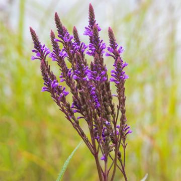 Verbena hastata Blue Spires - Lanzen-Eisenkraut