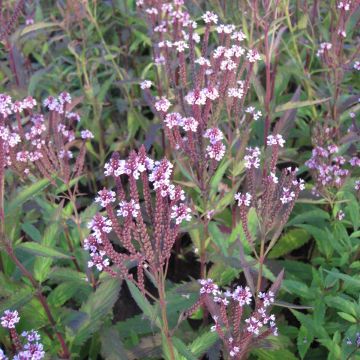 Verbena hastata Rosea - Lanzen-Eisenkraut