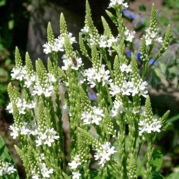 Verbena hastata White Spires - Lanzen-Eisenkraut