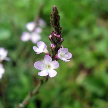 Echtes Eisenkraut - Verbena officinalis