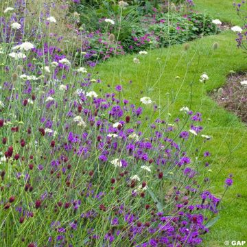 Verbena rigida Venosa - Steifes Eisenkraut