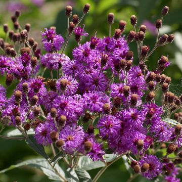 Vernonia baldwinii - Baldwins Scheinaster