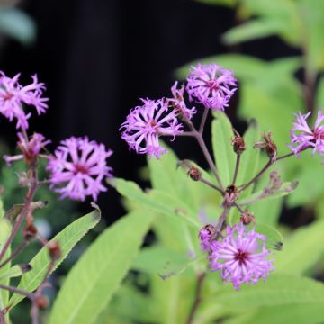 Vernonia missurica - Missouri-Scheinaster