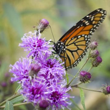 Vernonia noveboracensis - New York Scheinaster