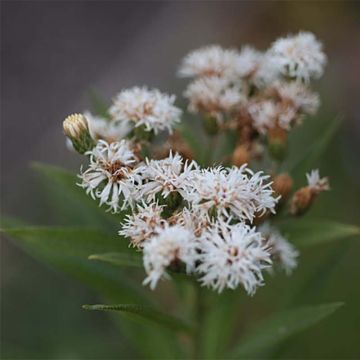 Vernonia noveboracensis White Lightning - Scheinaster