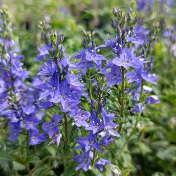 Veronica austriaca Royal Blue - Österreichischer Ehrenpreis