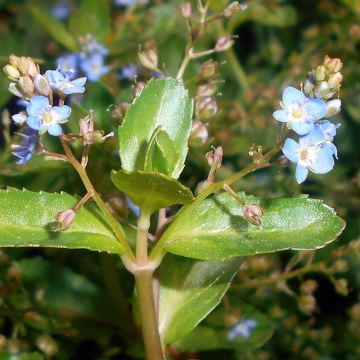 Veronica beccabunga - Bachbunge