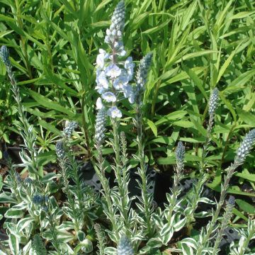 Veronica gentianoides Variegata - Enzianblättriger Ehrenpreis