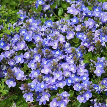 Veronica liwanensis - Zwerg-Polster-Ehrenpreis