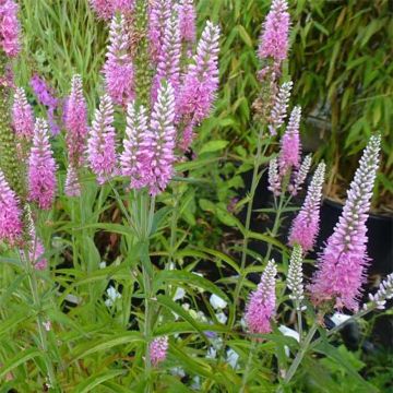 Langblättriger Ehrenpreis Candied Candle - Veronica longifolia