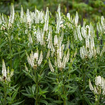 Langblättriger Ehrenpreis First Lady - Veronica longifolia