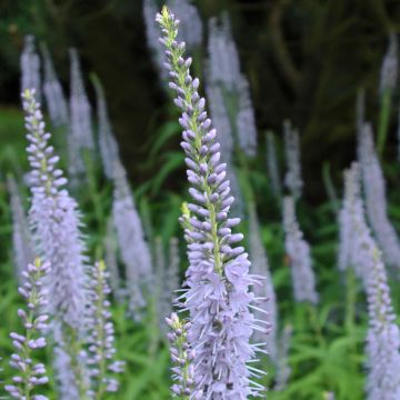 Langblättriger Ehrenpreis Lila Karina - Veronica longifolia