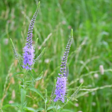 Langblättriger Ehrenpreis Marietta - Veronica longifolia