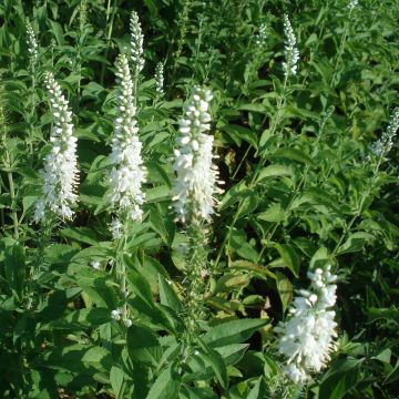 Langblättriger Ehrenpreis Schneeriesin - Veronica longifolia