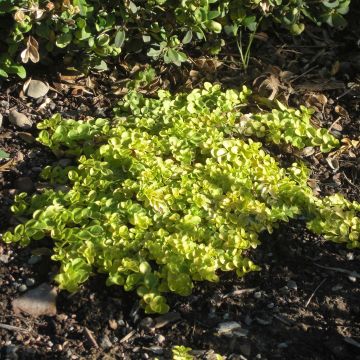 Kriechender Ehrenpreis Sunshine - Veronica repens