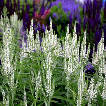 Ähriger Ehrenpreis Alba - Veronica spicata