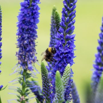 Ähriger Ehrenpreis Ulster Blue Dwarf - Veronica spicata